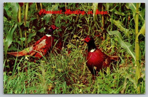 Ring necked pheasants iowa - ring-necked,
