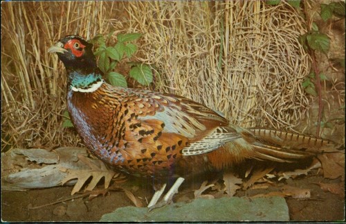 Ring necked pheasant vintage - ring,